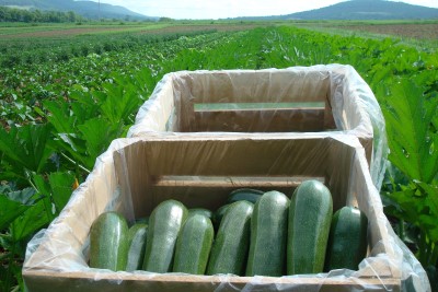 zucchini in field