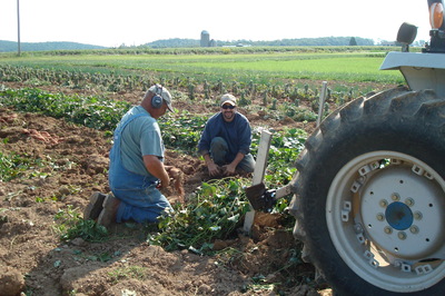 sweet potato harvest