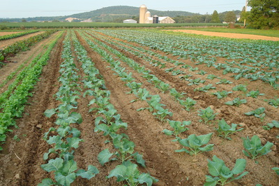 fall brassicas