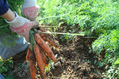 carrots