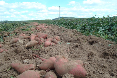 sweet potatoes