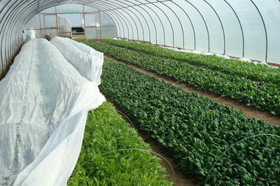 winter greens