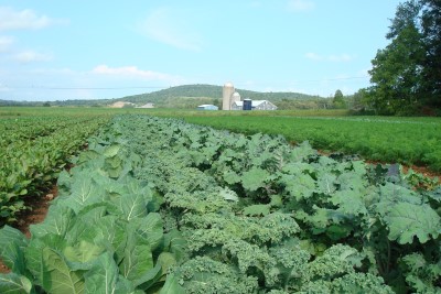 fall brassicas