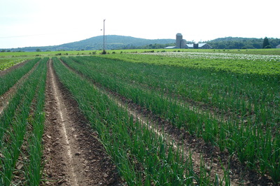 onion field