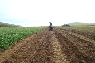 planting strawberries