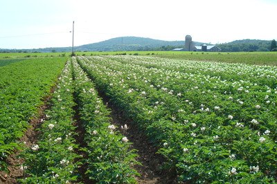 potato field