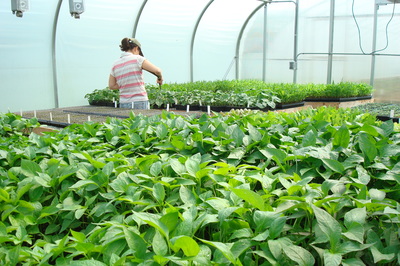 greenhouse