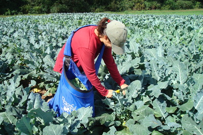 broccoli harvest