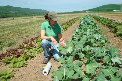 kohlrabi field
