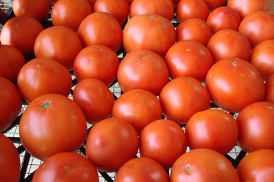 tomatoes