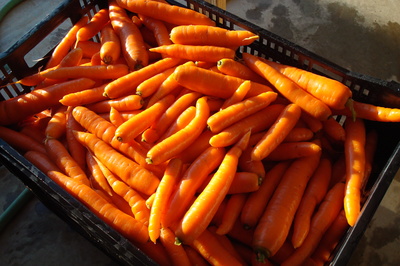 carrots