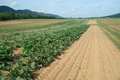 zucchini field