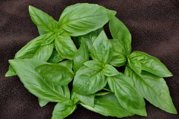 basil