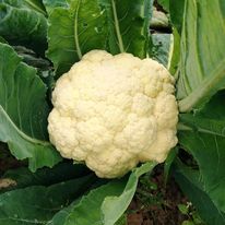 cauliflower