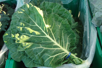 collards