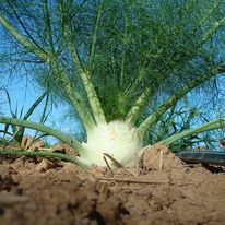 fennel