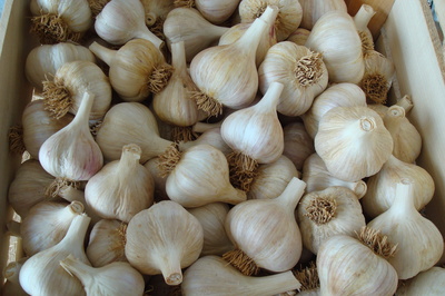 garlic