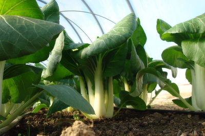 bok choy