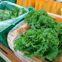 Italienischer Oakleaf Lettuce