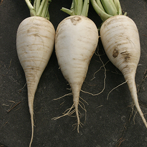 Munchener bier radishes