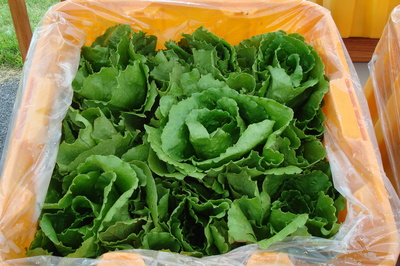 Olga Romaine Lettuce