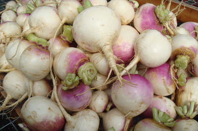 purple top turnips