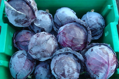 red cabbage