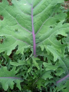 Red Russian kale