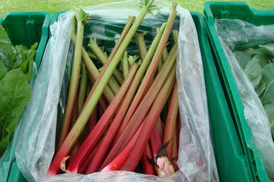 rhubarb
