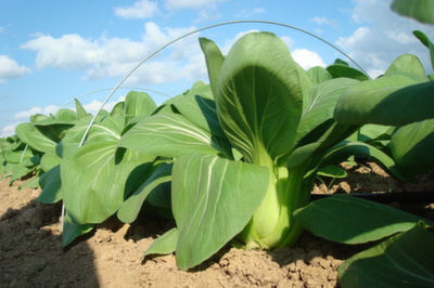 bok choy