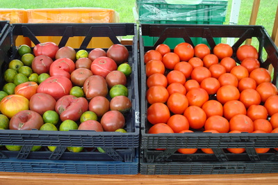 tomatoes