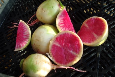 watermelon radishes