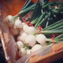 white onions