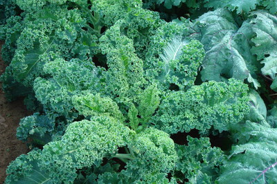 winterbor kale